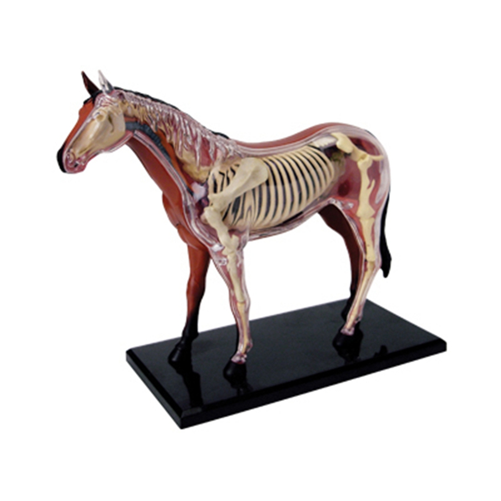 Modelo de anatomía de órganos  - Science Toys Diy reseña y precio