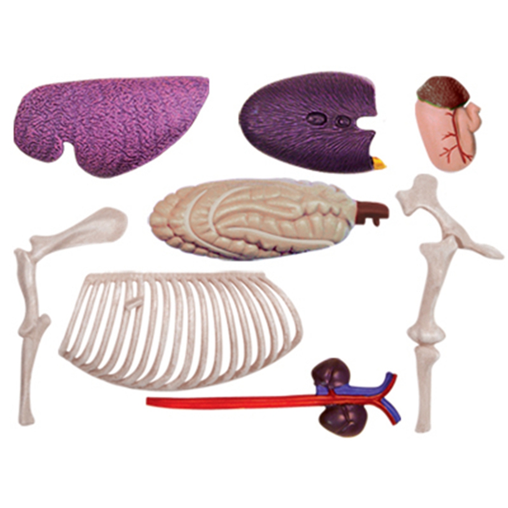 Modelo de anatomía de órganos  - Science Toys Diy reseña y precio